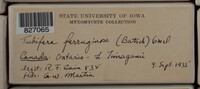 Image Associated With the Occurence